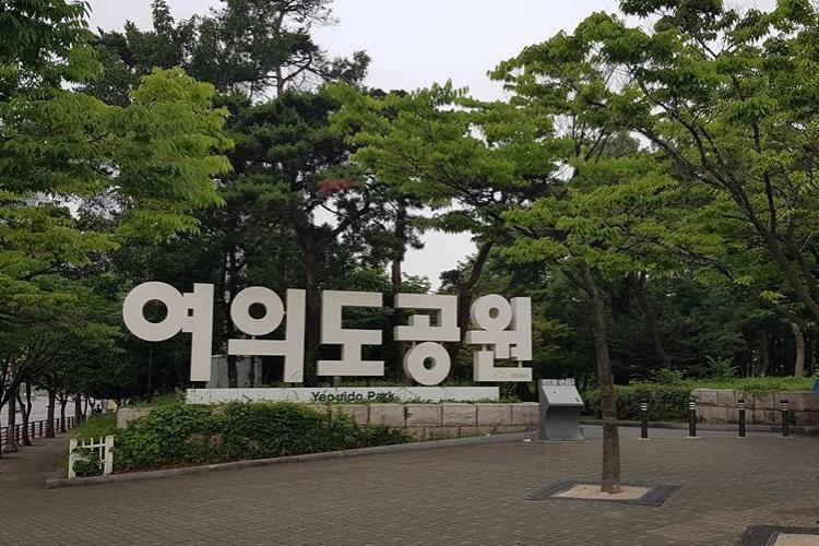 Ghé qua công viên hoa anh đào Yeouido của Hàn Quốc