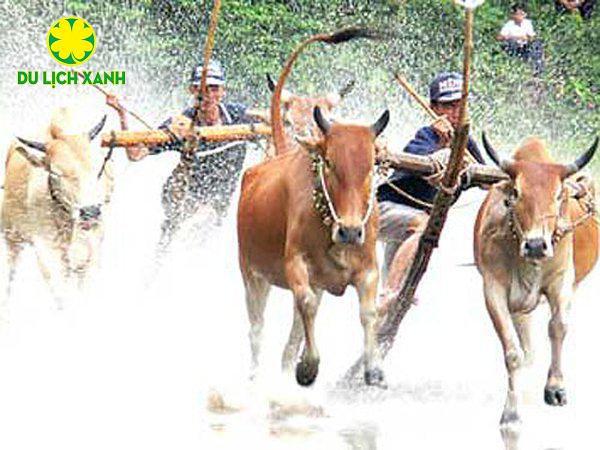 Review Lễ hội đua bò của đồng bào Khmer ở An Giang
