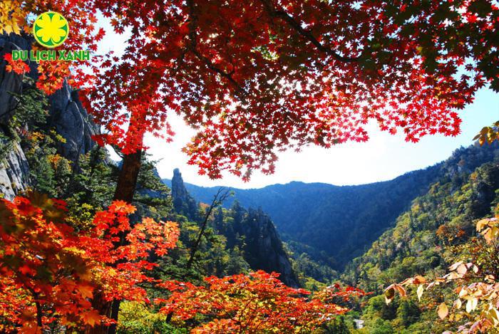 Kinh nghiệm đi du lịch Hàn Quốc mùa lá đỏ