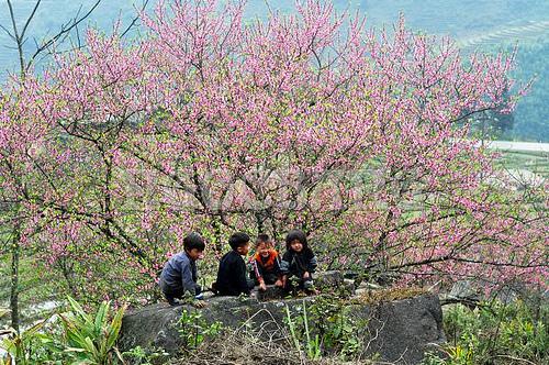 Tour Du lịch Hà Nội - Sapa - Bản Cát Cát - Hàm Rồng