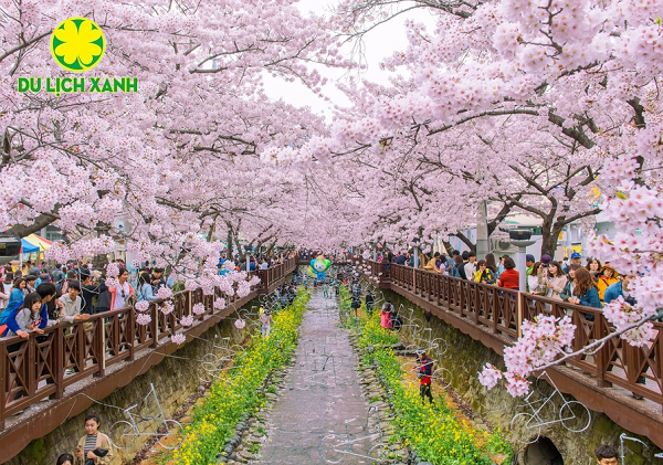 Tour Đà Nẵng - Hàn Quốc mùa hoa anh đào 2024