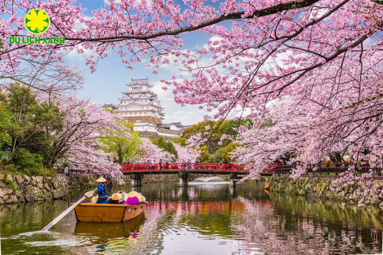 Tour Du Lịch Nhật Bản Mùa Hoa Anh Đào 2024 Tokyo – Hakone – Phú Sĩ – Nabana No Sato (Lễ Hội Ánh Sáng) - Kyoto – Osaka