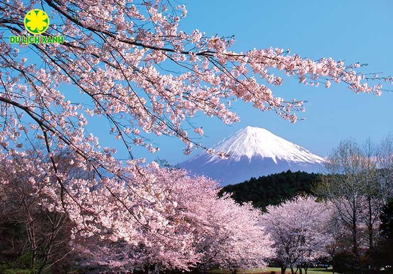 Tour Du Lịch Nhật Bản Mùa Hoa Anh Đào 2025 Tokyo – Hakone – Phú Sĩ – Nabana No Sato (Lễ Hội Ánh Sáng) - Kyoto – Osakac