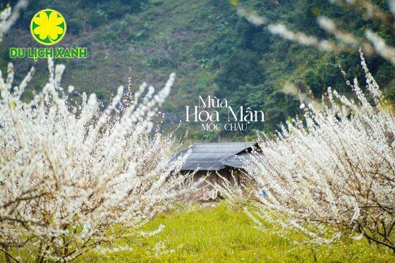 Tour Tết Mộc Châu – Sơn La – Điện Biên 