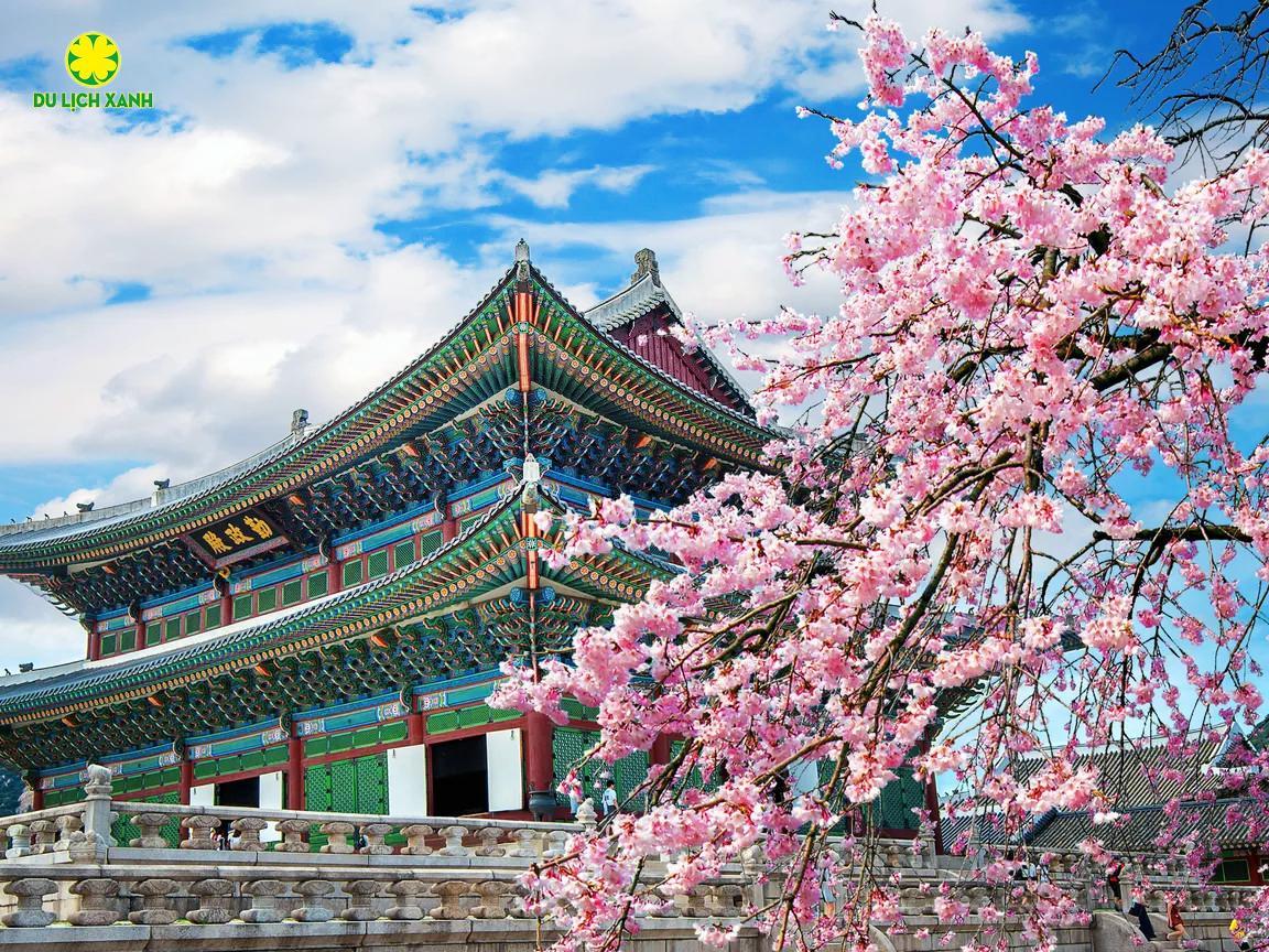 Tour du lịch hoa anh đào Hàn Quốc 2024 từ Nha Trang